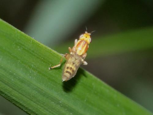 Réf. 287 686 : Meromyza femorata